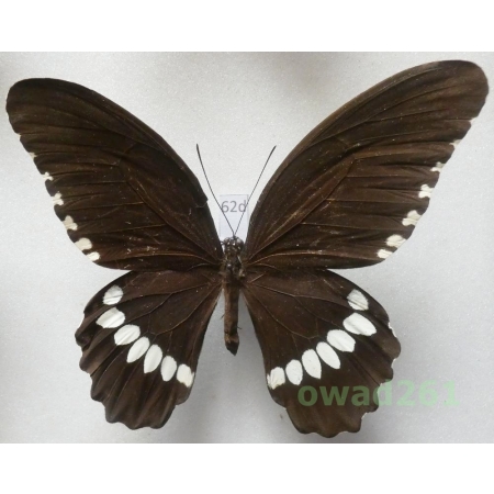 Papilio polytes ledebouria Eschscholtz, 1821 Philippines 90mm62d